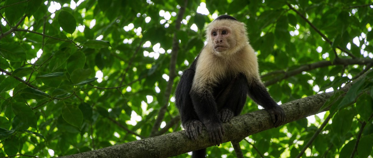 Mother Capuchin