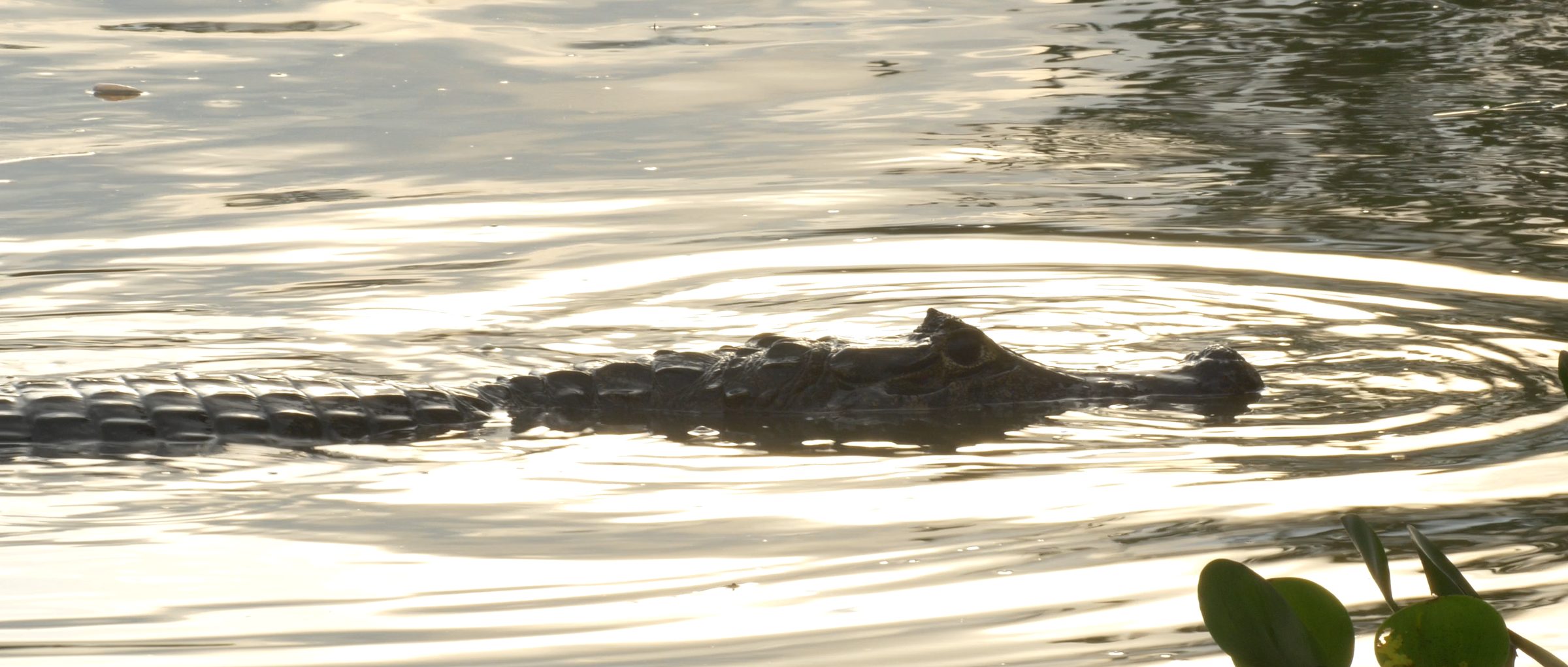A caiman surfacing in the golden, mirror-still waters of the Pantanal at dusk