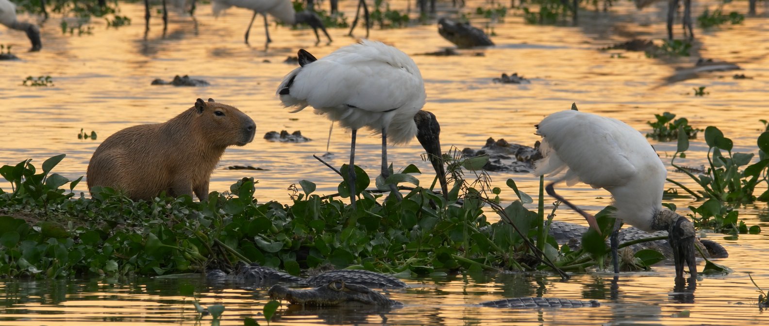 Capi among the wading birds